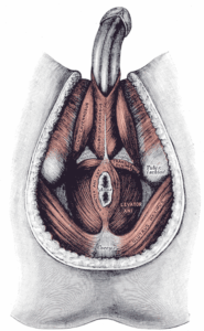 Muscles_of_the_male_perineum-Gray406